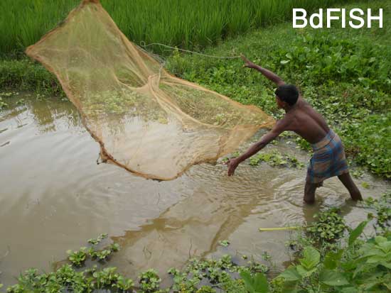 মাছ ধরার খেপলা জাল সম্পুর্ন হাতে বুনানো